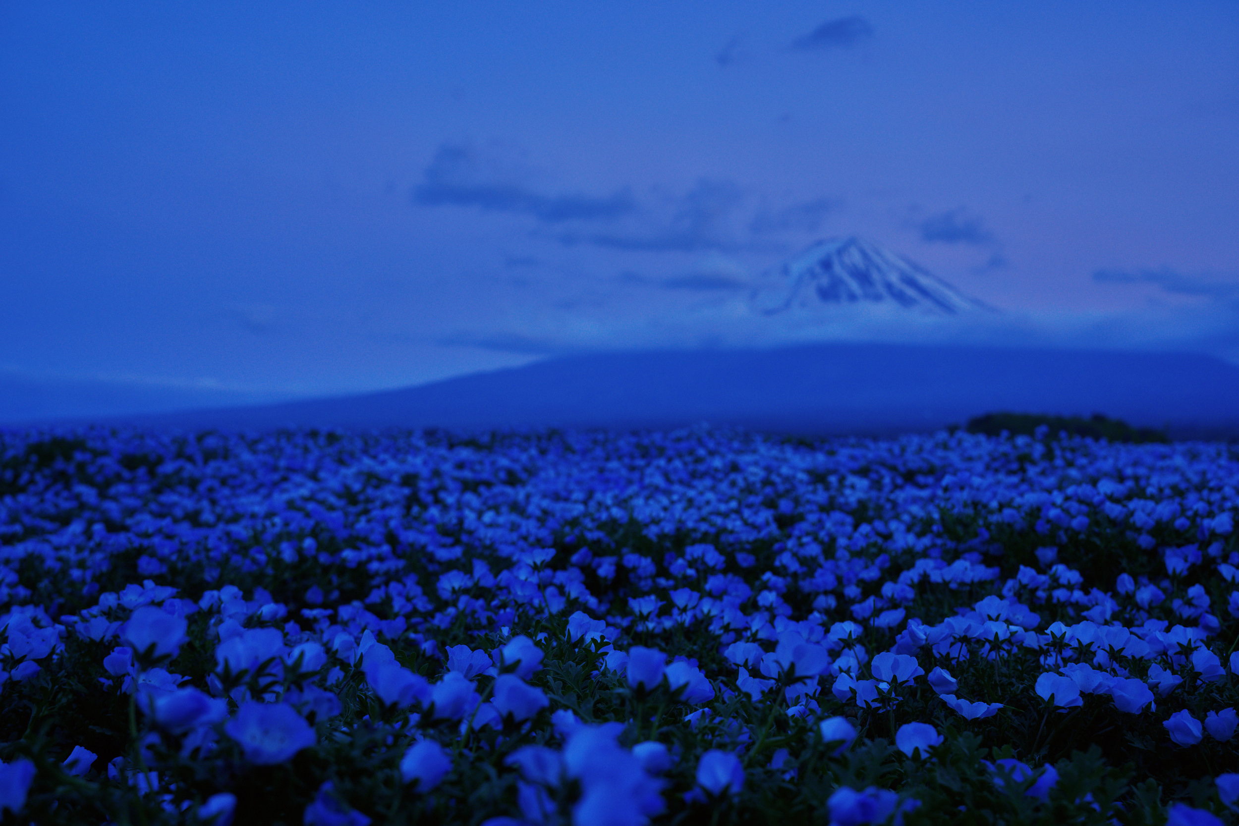 A single source frame with sharp foreground flowers and Mt. Fuji soft in the distance
