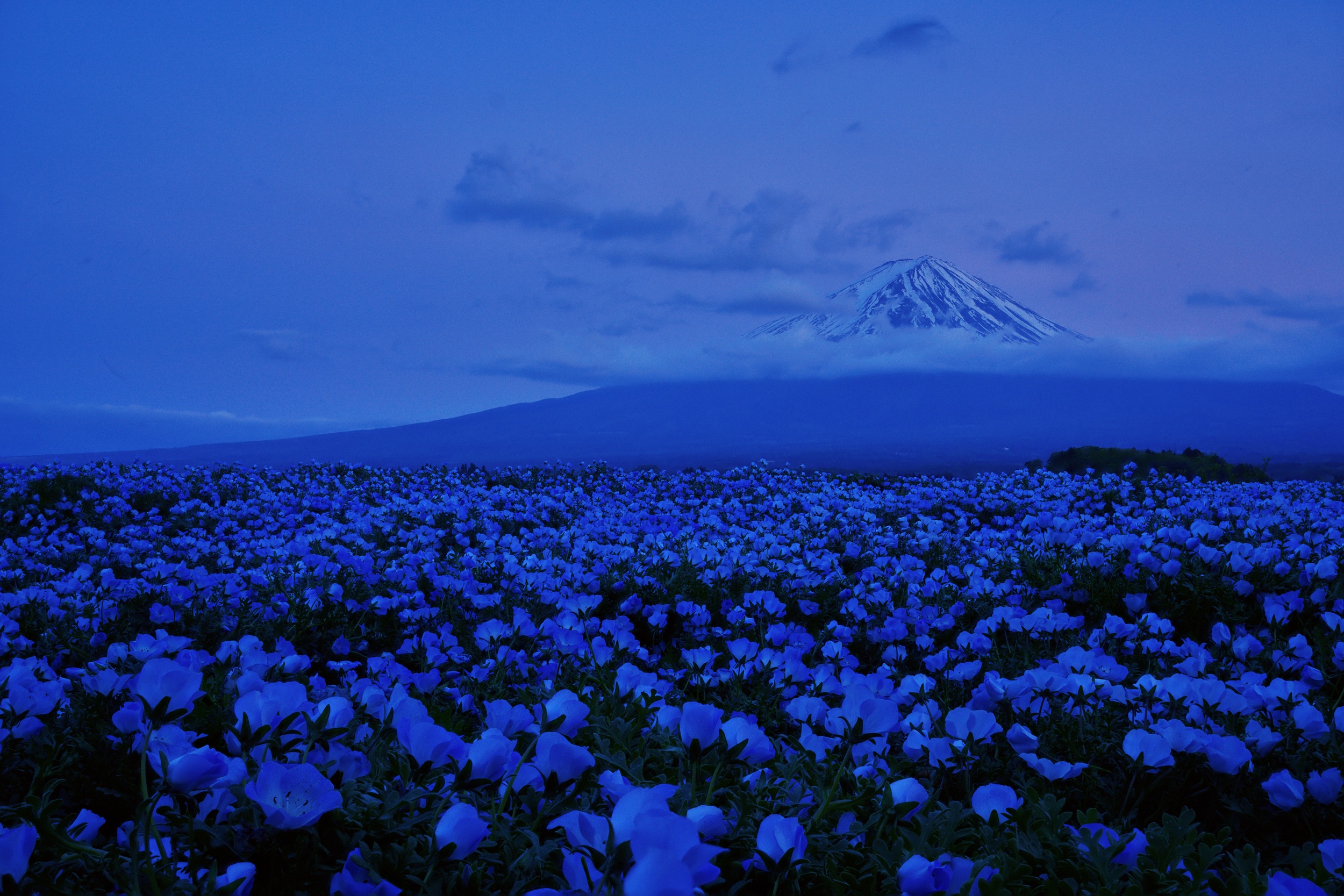 The finished 20-frame PlaneFuse stack, sharp from the foreground flowers to Mt. Fuji